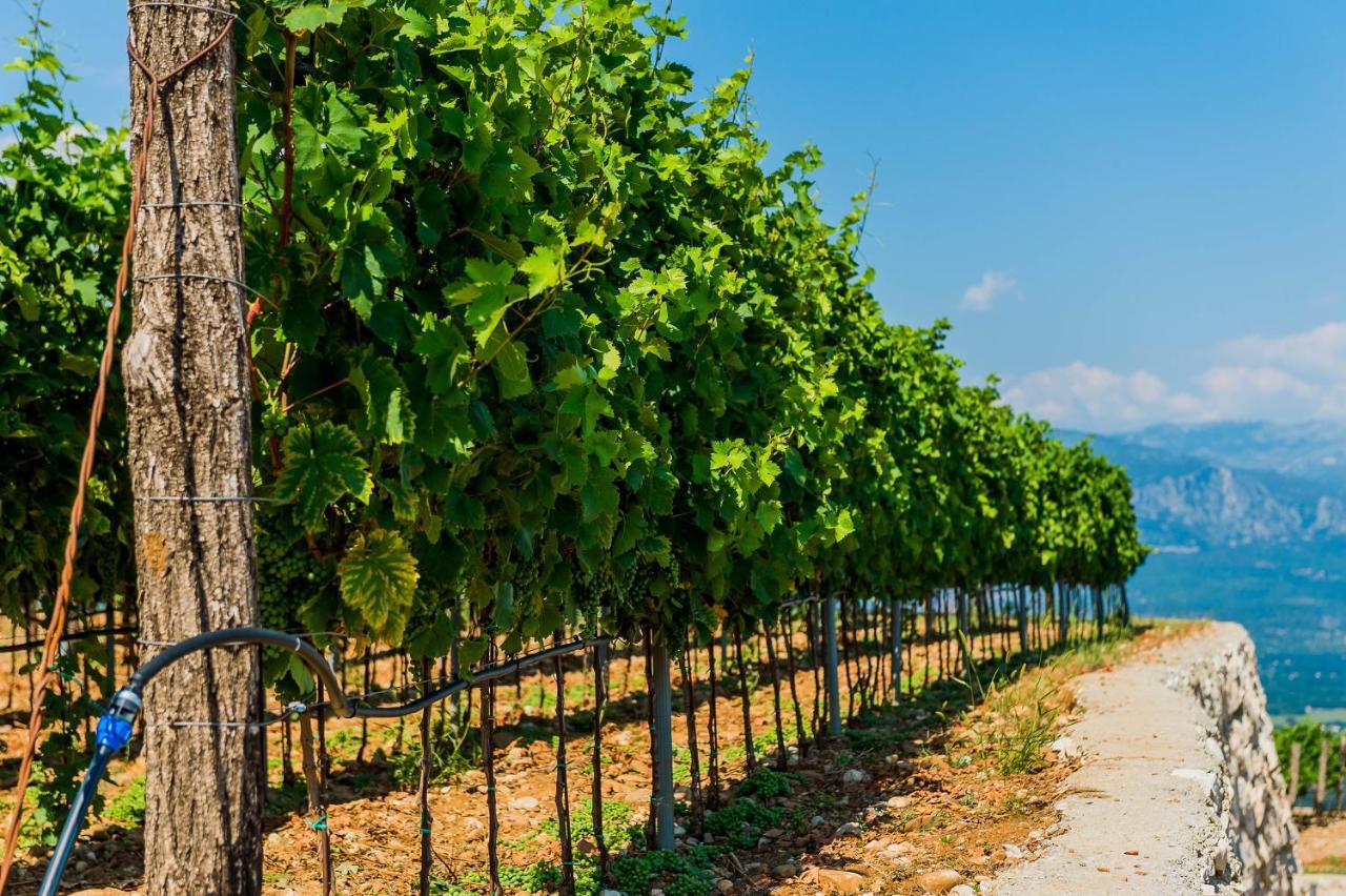 Eco Winery Lipovac Apartments سيتينيي المظهر الخارجي الصورة